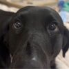 dixiedog2727